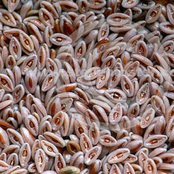 Whole-Plantago-Ovata-Seeds