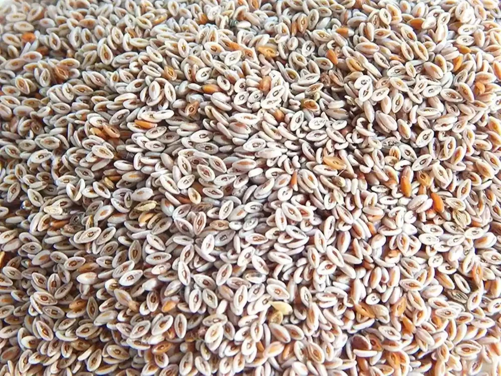 psyllium-seed-